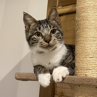 膝の上大好き女の子４ヶ月　東京に連れて行く可能