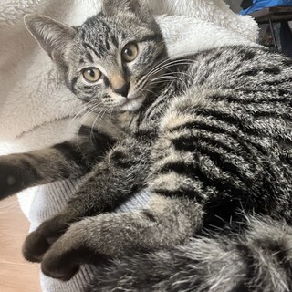 これぞ子ネコのかわいさ！ぶりちゃん♡