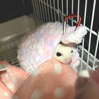 大切に最期まで育ててくださる方を希望致します。