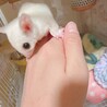 大切に最期まで育ててくださる方を希望致します。 サムネイル2
