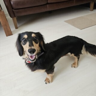 Mダックスの心和(コナ)