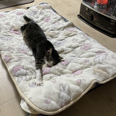 ストーブ前に真綿布団ベッドを設置して数日。トムさんが体を伸ばしてゆったり寝るようになったよ！よし、これでいい！