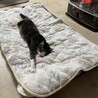 ストーブ前に真綿布団ベッドを設置して数日。トムさんが体を伸ばしてゆったり寝るようになったよ！よし、これでいい！