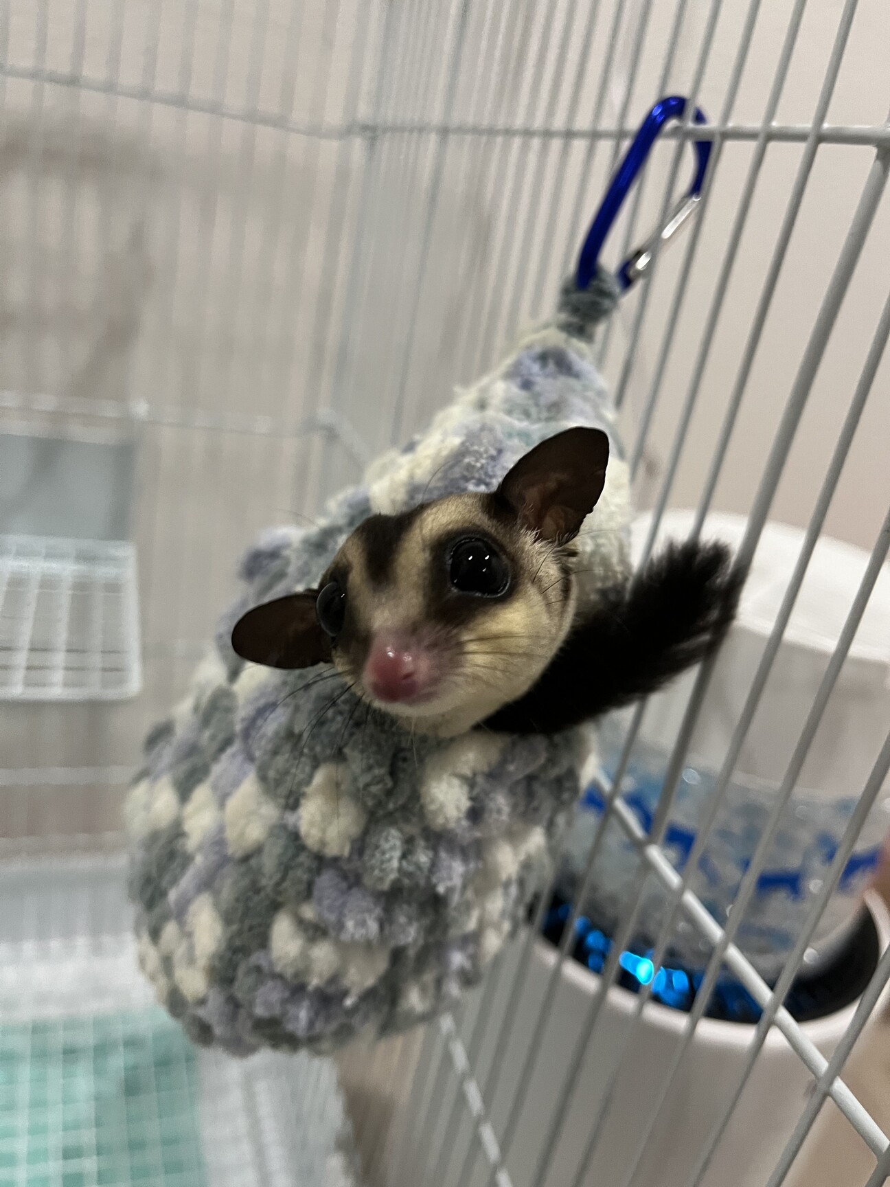 フクロモモンガ人懐っこい子です」鹿児島県 - 小動物の里親募集(507423