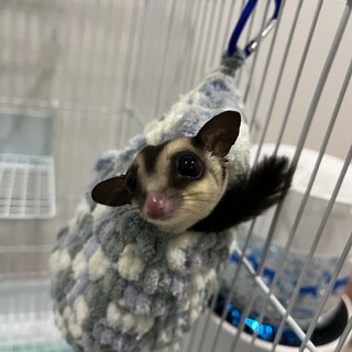 フクロモモンガ人懐っこい子です