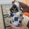 フクロモモンガ人懐っこい子です サムネイル3