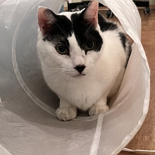 猫と上手くやれないので１匹飼い希望