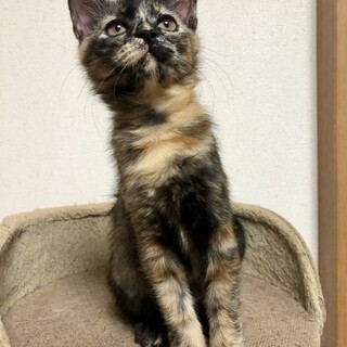 ありがとうございました★美人ちゃんサビ猫マッキー