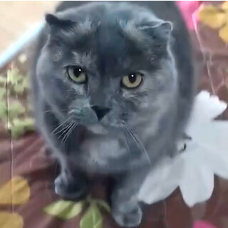 里親決定。ななちゃん6歳避妊済み