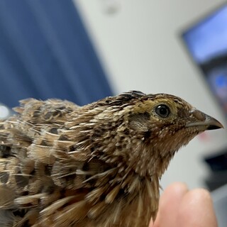 オス大人しい性格です。