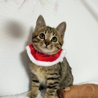 人馴れ訓練中！かわいいキジの男の子♡