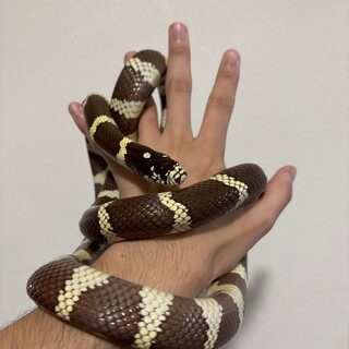 カリフォルニアキングスネーク 雌