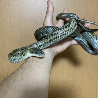 アオダイショウ② 雄