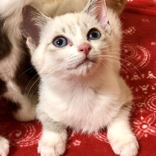 ありがとうございました★シャムミックスのベルちゃん