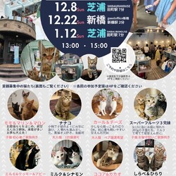 保護猫譲渡会@goodoffice新橋(新橋駅徒歩2分)