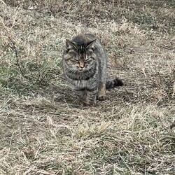 「土手の下の3兄妹猫～最近の3猫の様子」サムネイル2