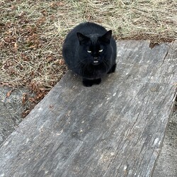 「土手の下の3兄妹猫～最近の3猫の様子」サムネイル3