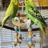 イザベラタン