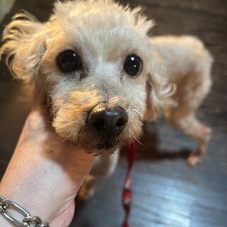 食いしん坊トイプードルちゃん