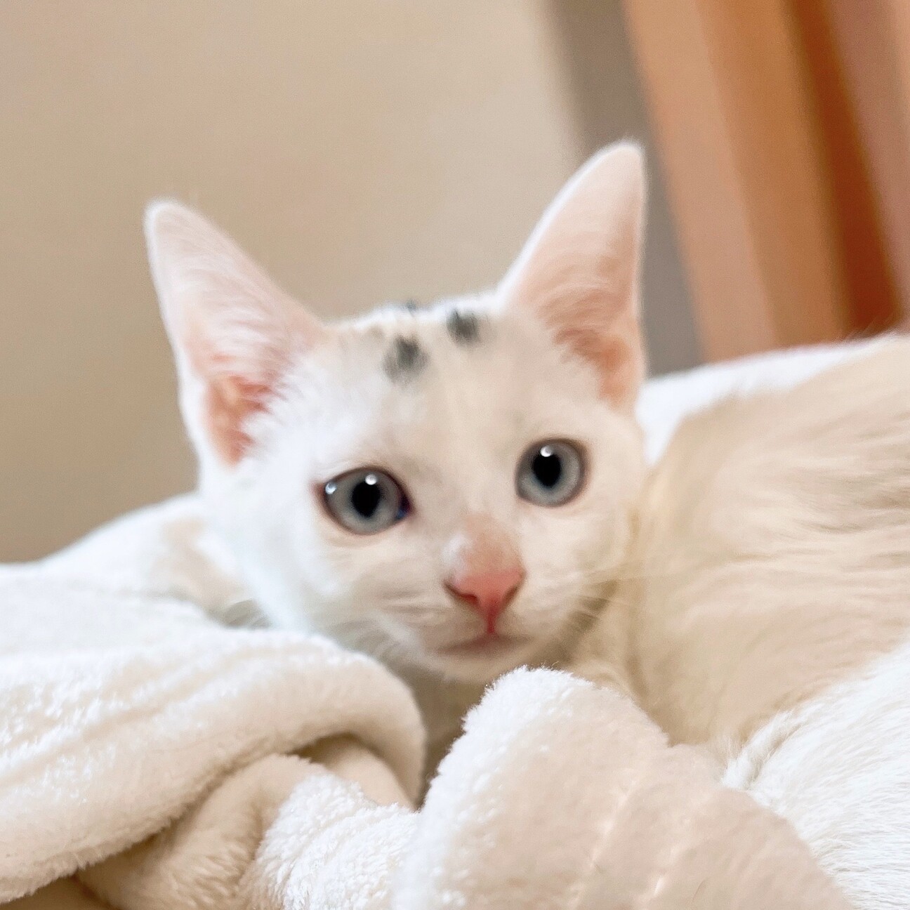 白い毛並みにブルーアイが」千葉県 - 猫の里親募集(507453