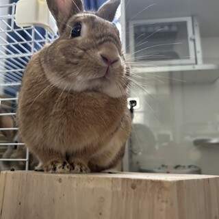 ネザーランドドワーフの男の子