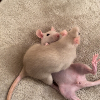 姉妹のファンシーラット！