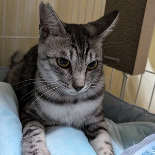 兄妹2匹でお迎えいただけないでしょうか