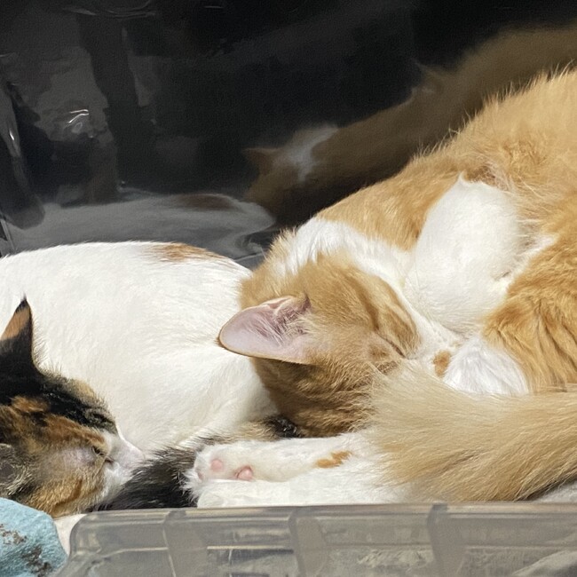 ゆよりのカバー写真