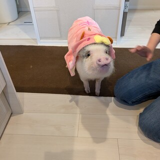 至急里親募集マイクロブタ1歳4ヶ月