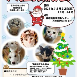 いぬねこ譲渡会