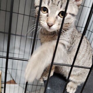 元気なキジトラの女の子です