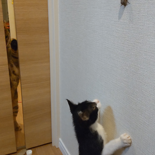 個性的な柄のテンくん