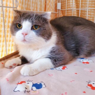 多頭飼育崩壊レスキュー・シロフォン