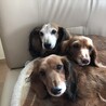 ファテ