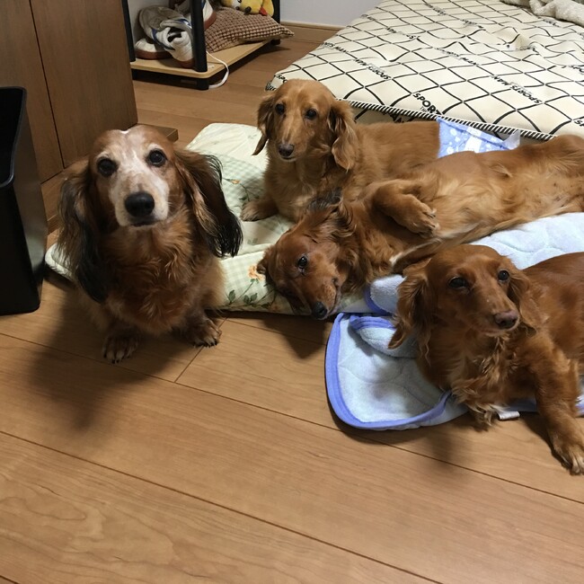 ファテのカバー写真