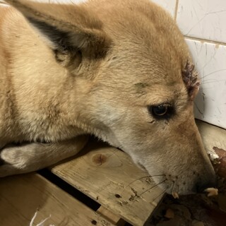 殺処分対象❗️収容期限12/19迄❗️延長なし