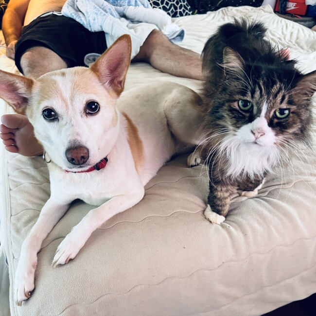 ののもじゃのカバー写真