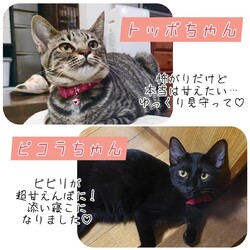 保護猫のお見合い会 サムネイル2