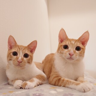 仲良しな兄弟です♡