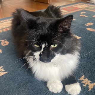 人懐っこい黒白長毛猫 オセロくん