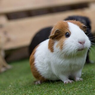 スキニーギニアピッグ♂8ヶ月