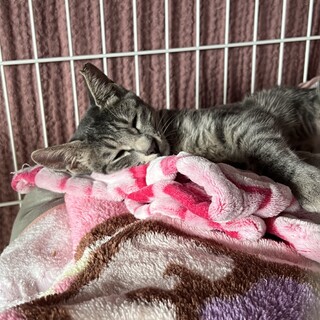 人懐っこく甘えん坊女の子の里親さんを募集しています