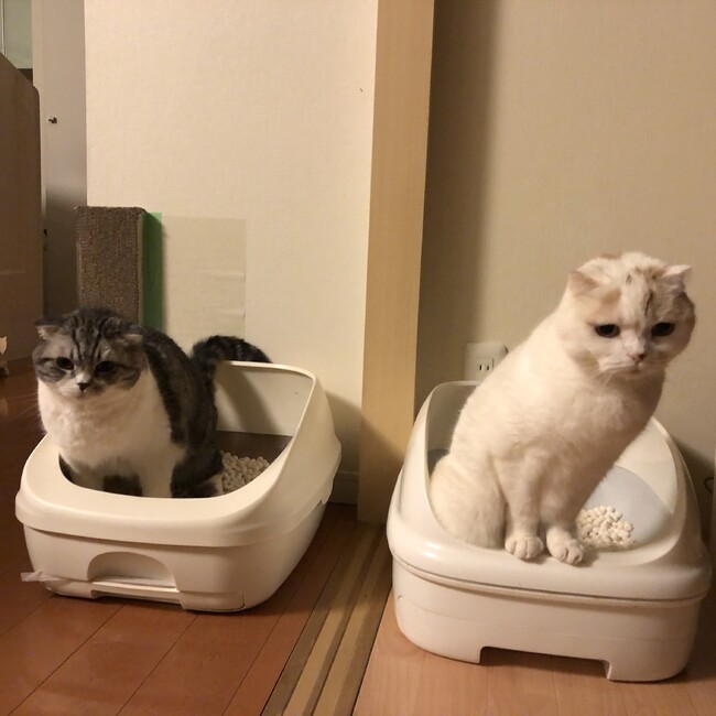 gohandayoのカバー写真