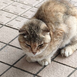 寮に住み着いた猫の里親を募集します