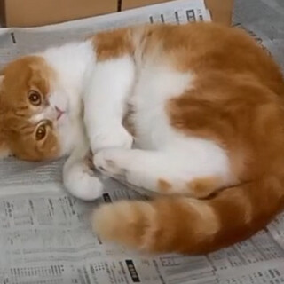 元気なスコティッシュの女の子です。