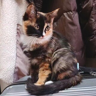 【緊急】２ヶ月の甘えん坊ミケちゃん♡ママと一緒に