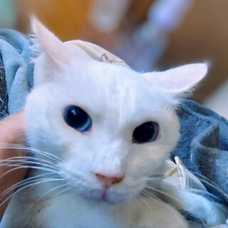 ブルーアイと優しさが魅力「マツリカ」