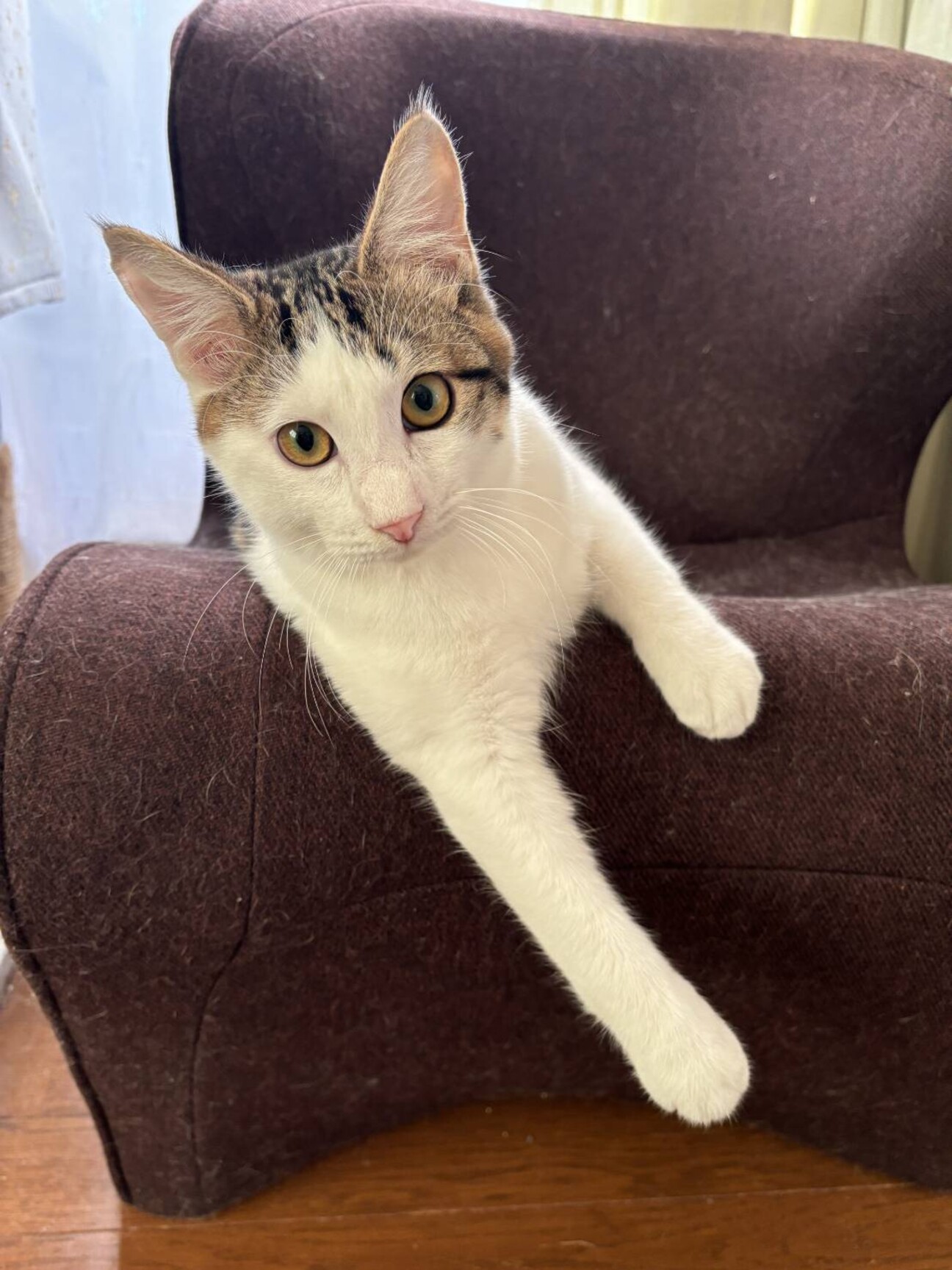 人も猫も大好きジュニアく」埼玉県 - 猫の里親募集(507510