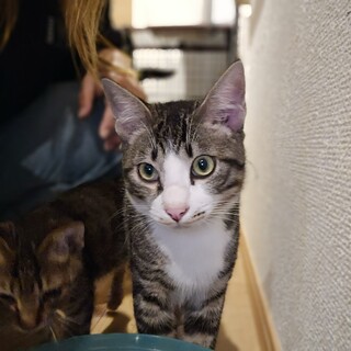 生後8か月♂福助くん