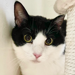 1/18譲渡会!一日中ナデナデしてほしい甘えん坊